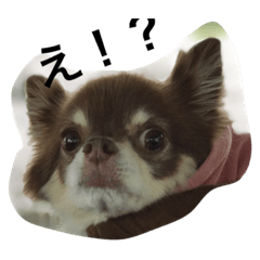 Lineスタンプ カワイイ犬のマロン 16種類 250円